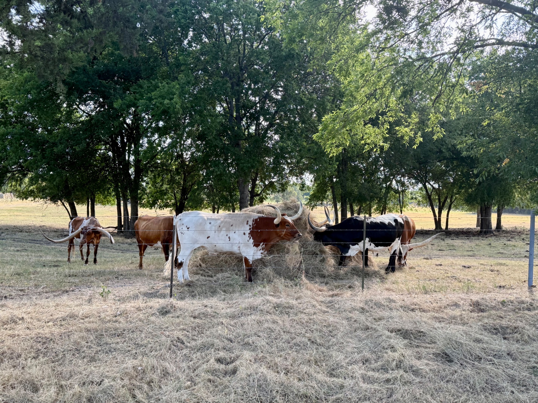 Several Texas Longhorn cattle gathered around a round bale beneath shade trees