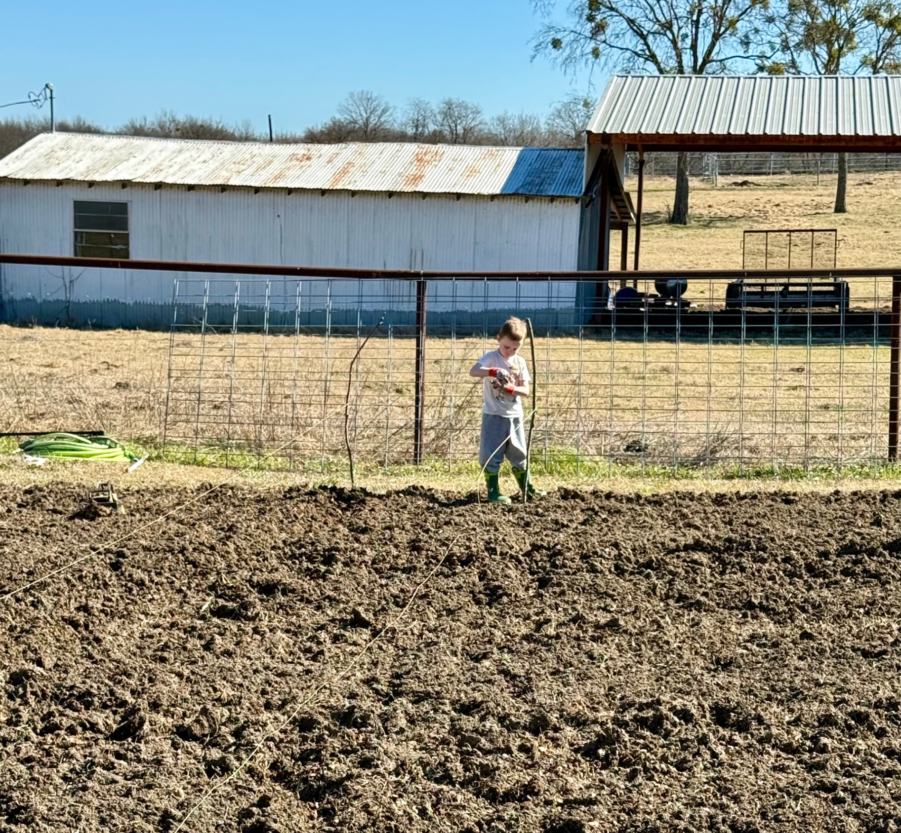Laying out straight garden rows with stakes and string in the Pasture Threads garden.