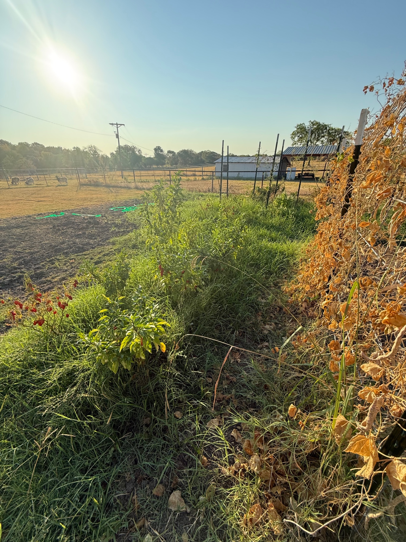 Partially cleared garden with bare worked soil on one side and pepper plants still growing along the grassy edge