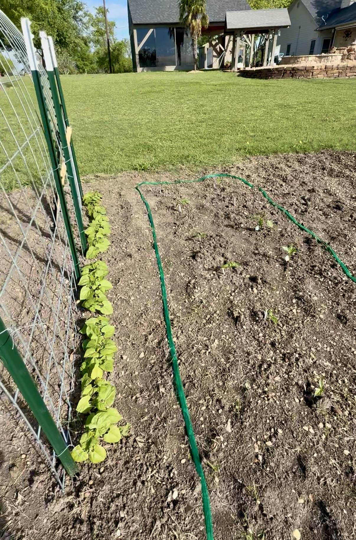 Young pole bean plants growing in a row at the base of a cattle-panel trellis in the garden.