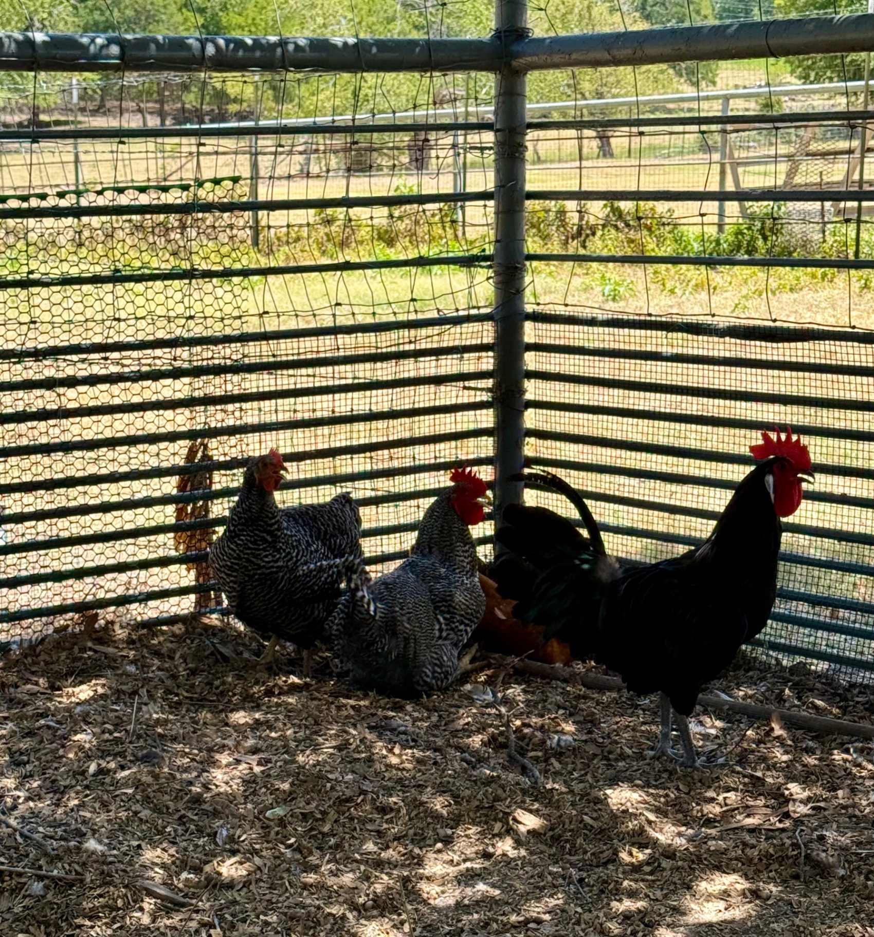 Our flock of barred hens and a black rooster together in the shaded, securely fenced chicken run