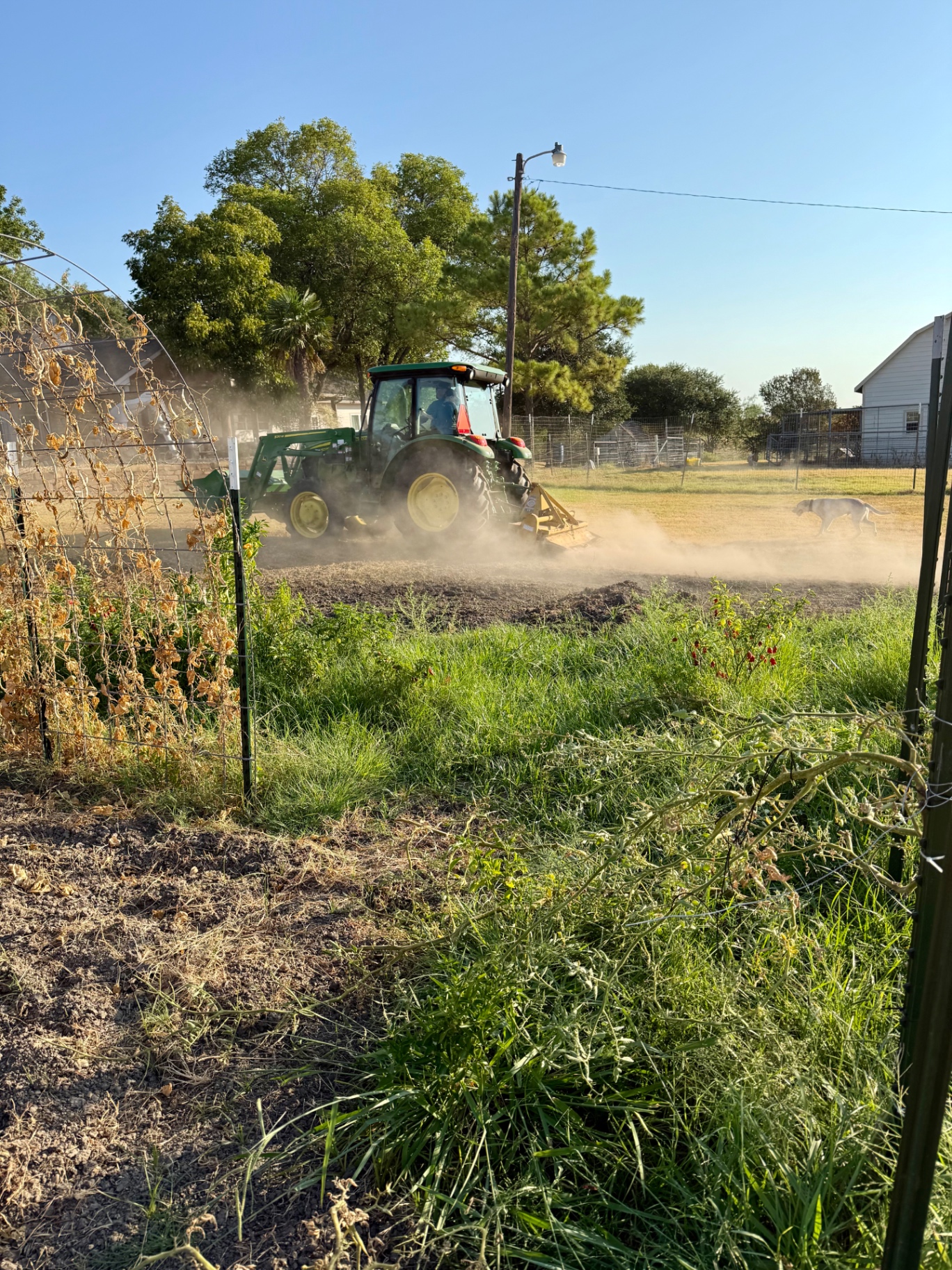 Tractor tilling our cleared in-ground vegetable garden with dust rising during our end-of-summer garden reset
