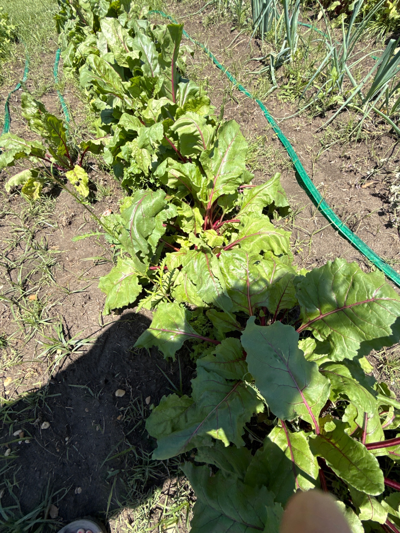Mature beet plants growing in a garden row with large green leaves and red stems