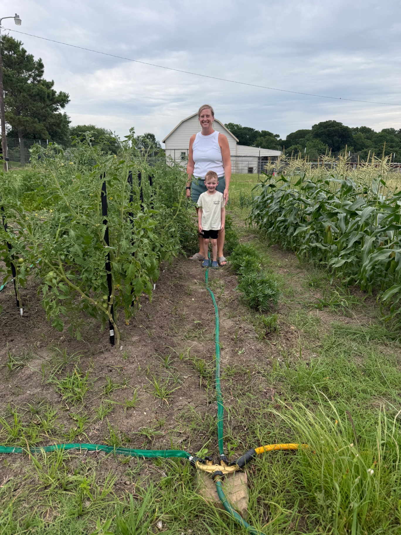 Mother and young son standing in the garden path between staked tomato plants and tall sweet corn
