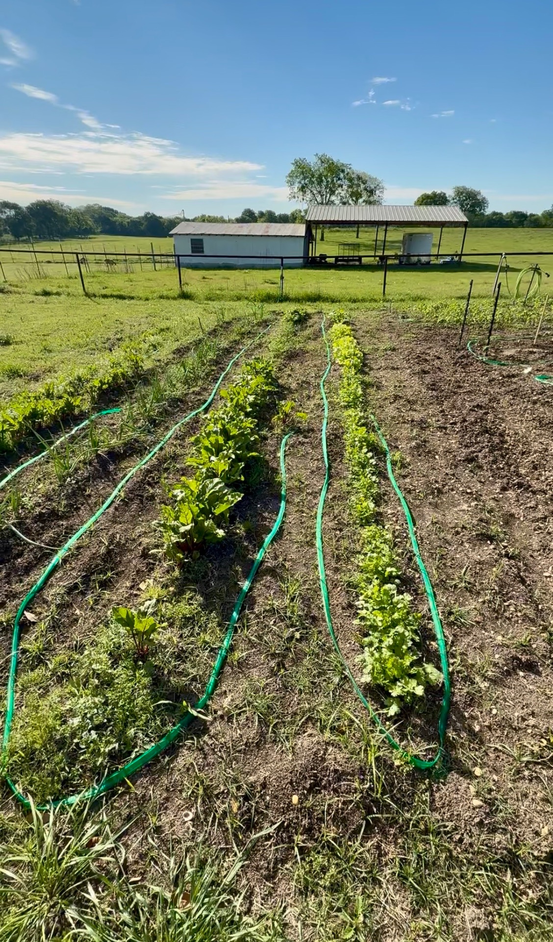 Rows of beets and other vegetables growing in the Pasture Threads in-ground garden