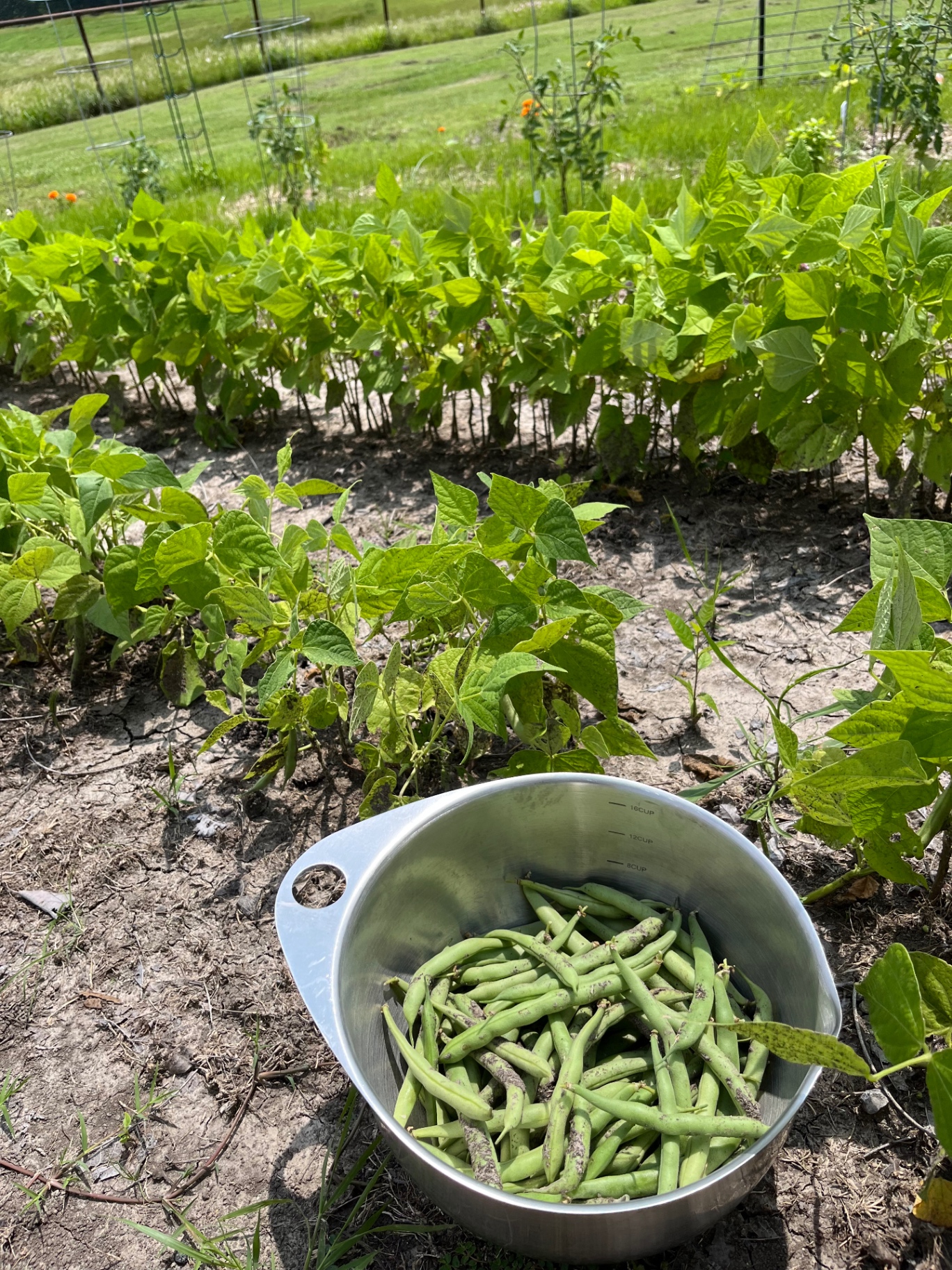 A large harvest of fresh-picked bush beans from an earlier season