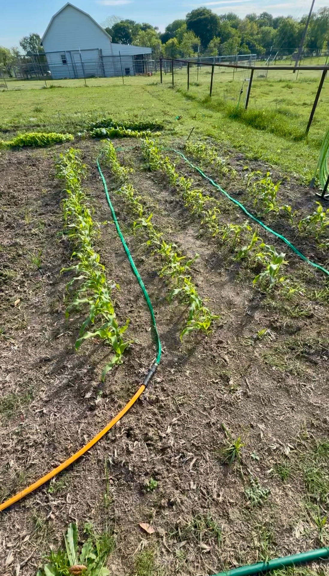 Young sweet corn seedlings in rows with green soaker hoses running alongside them
