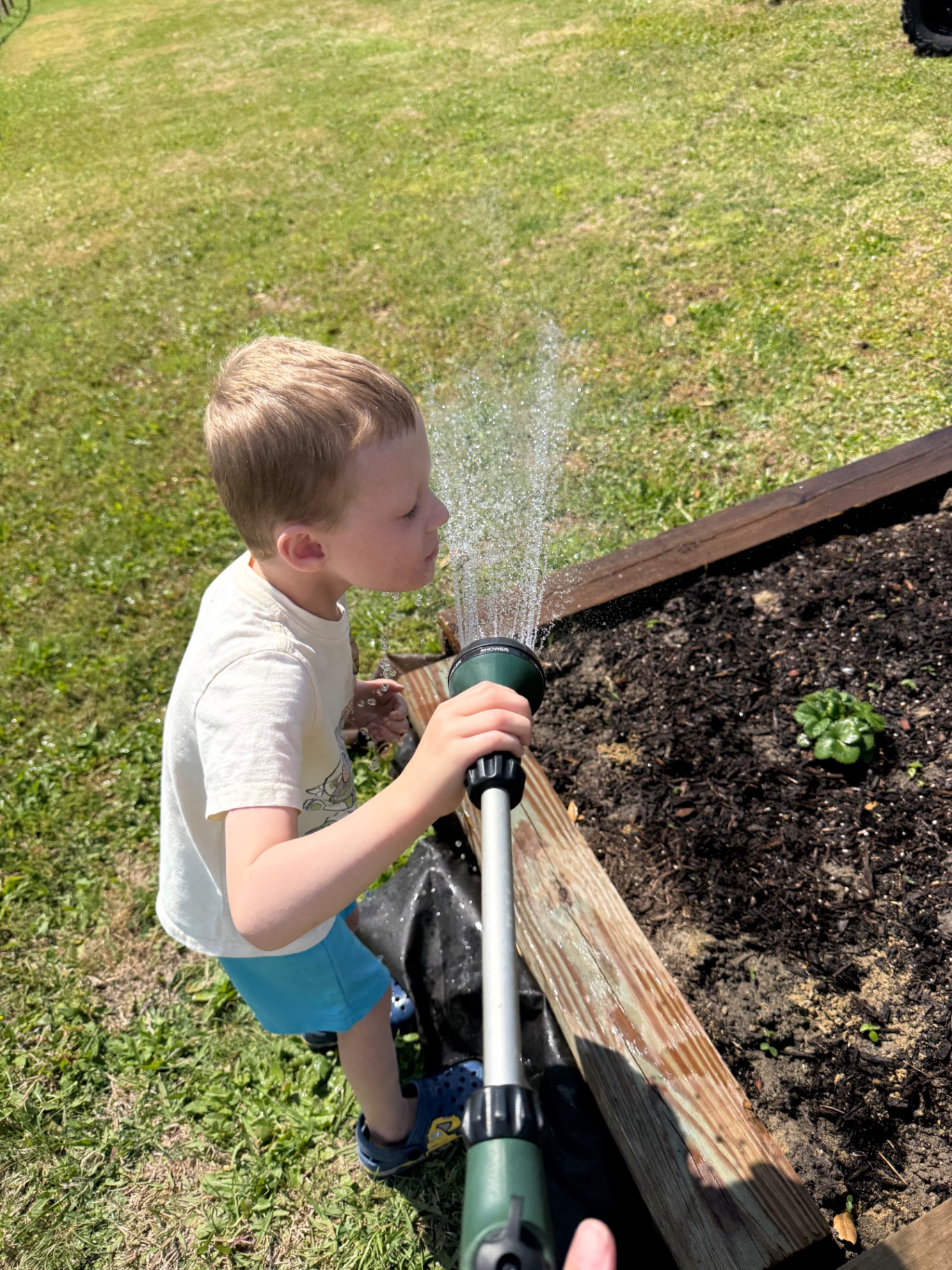 Young boy watering a raised strawberry bed with a shower-head hose wand on a sunny day