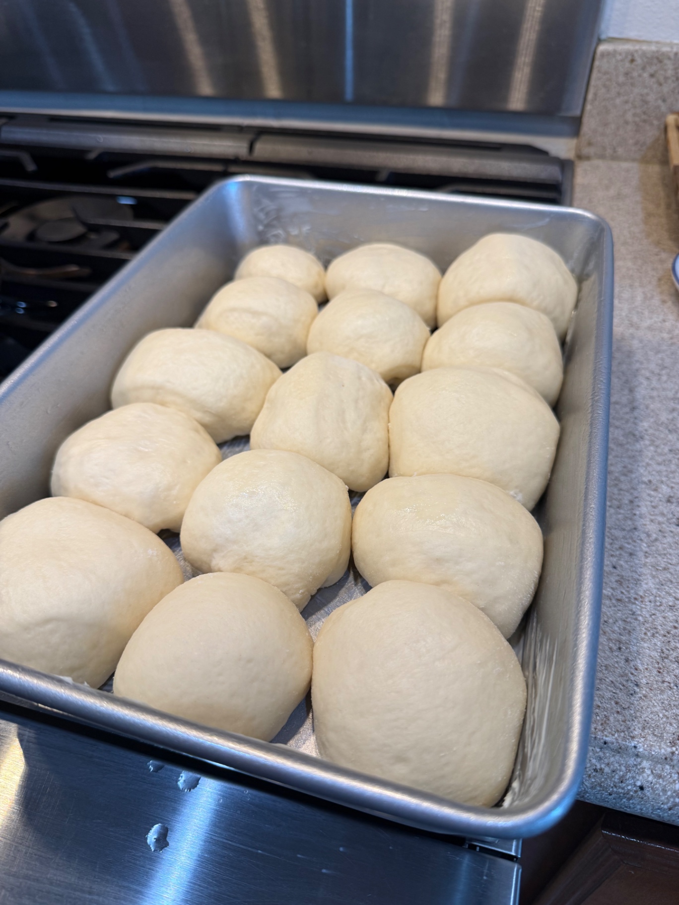 Puffy dinner rolls after their second rise in the baking pan.