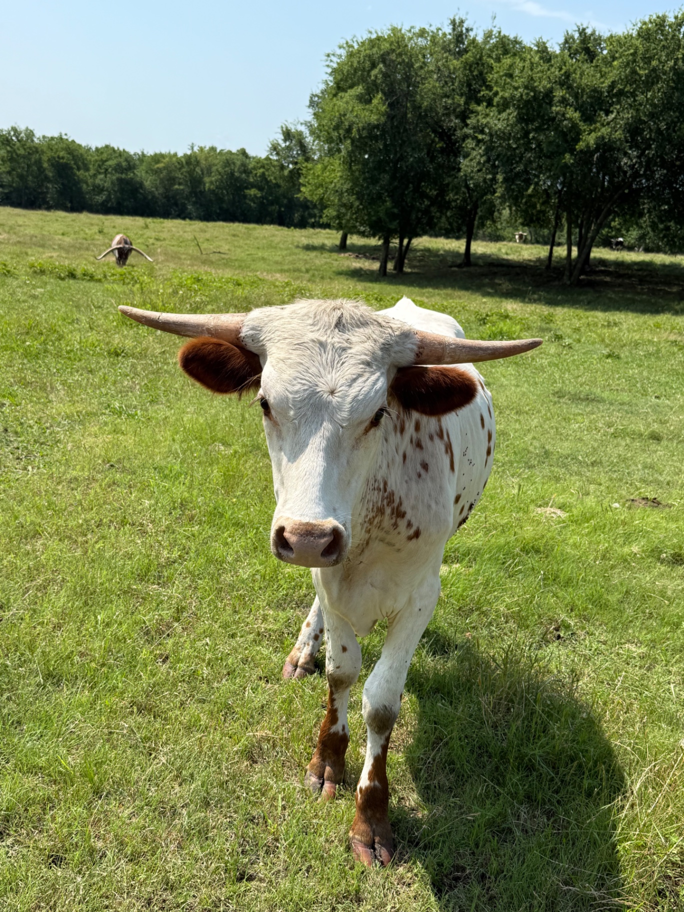 A young white and brown spotted Longhorn approaching through green pasture