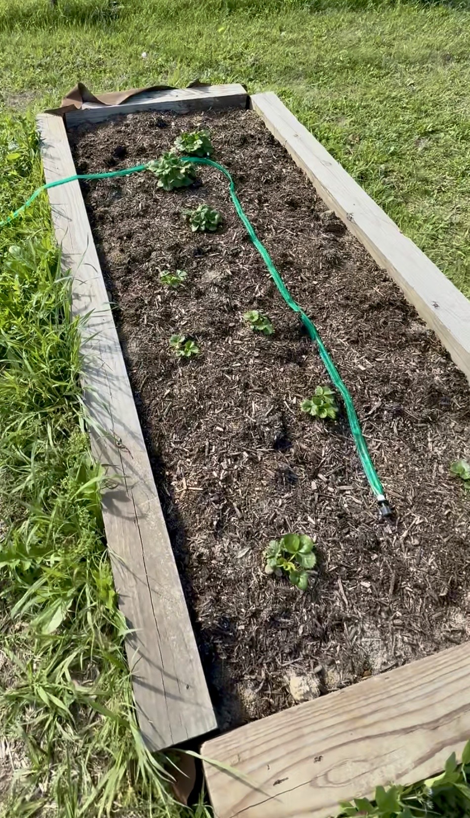 Our raised strawberry bed with a soaker hose running down the middle.