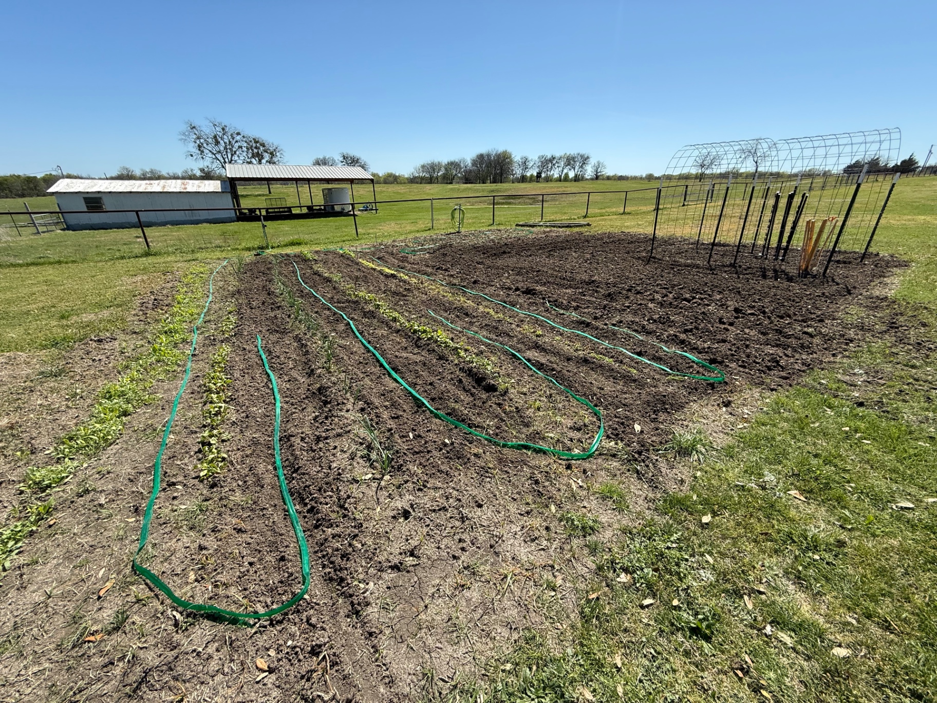 Soaker hoses laid down the length of planted rows in the in-ground garden