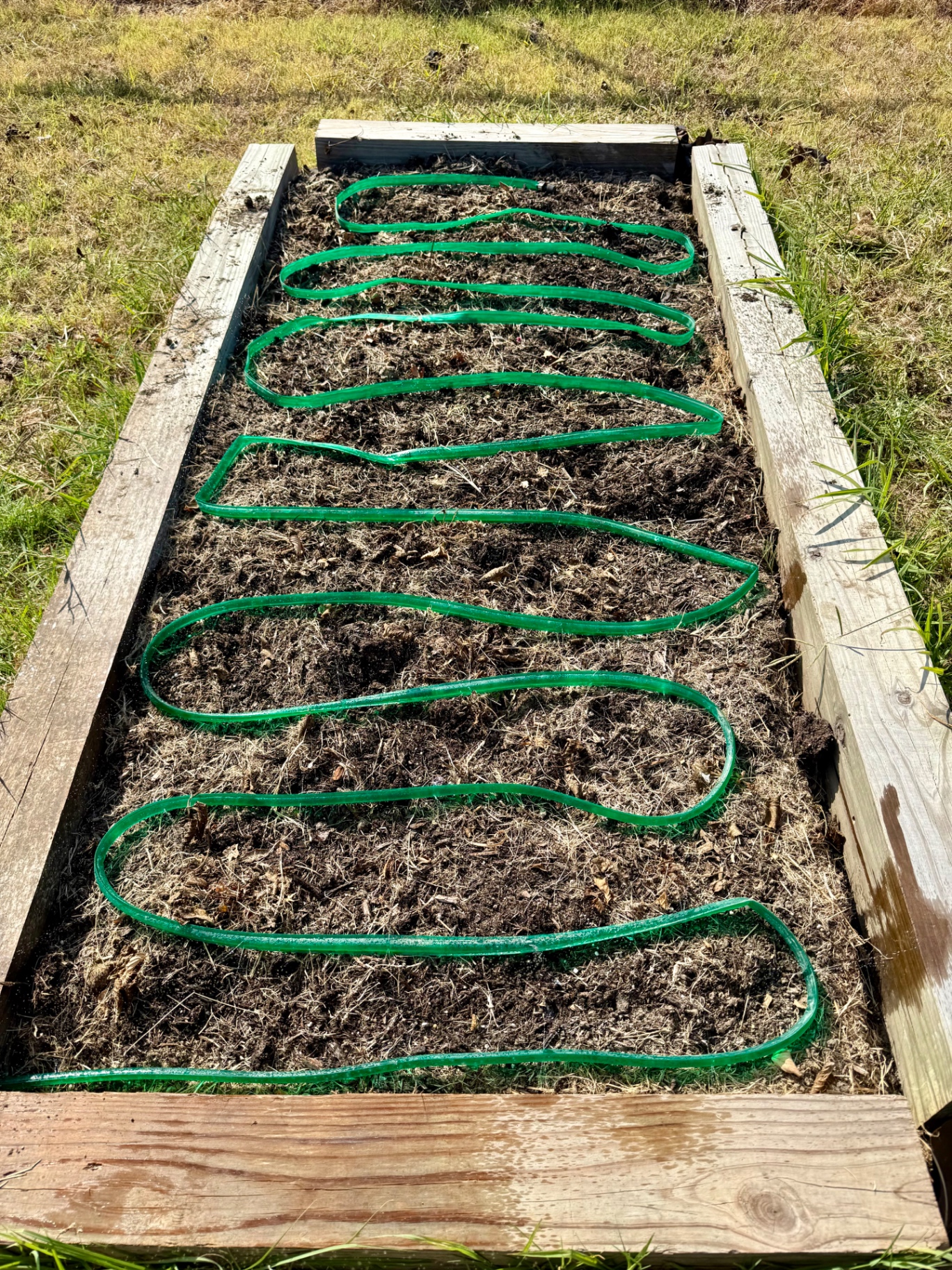 Cleaned raised strawberry bed with a green soaker hose laid back and forth through the dark soil