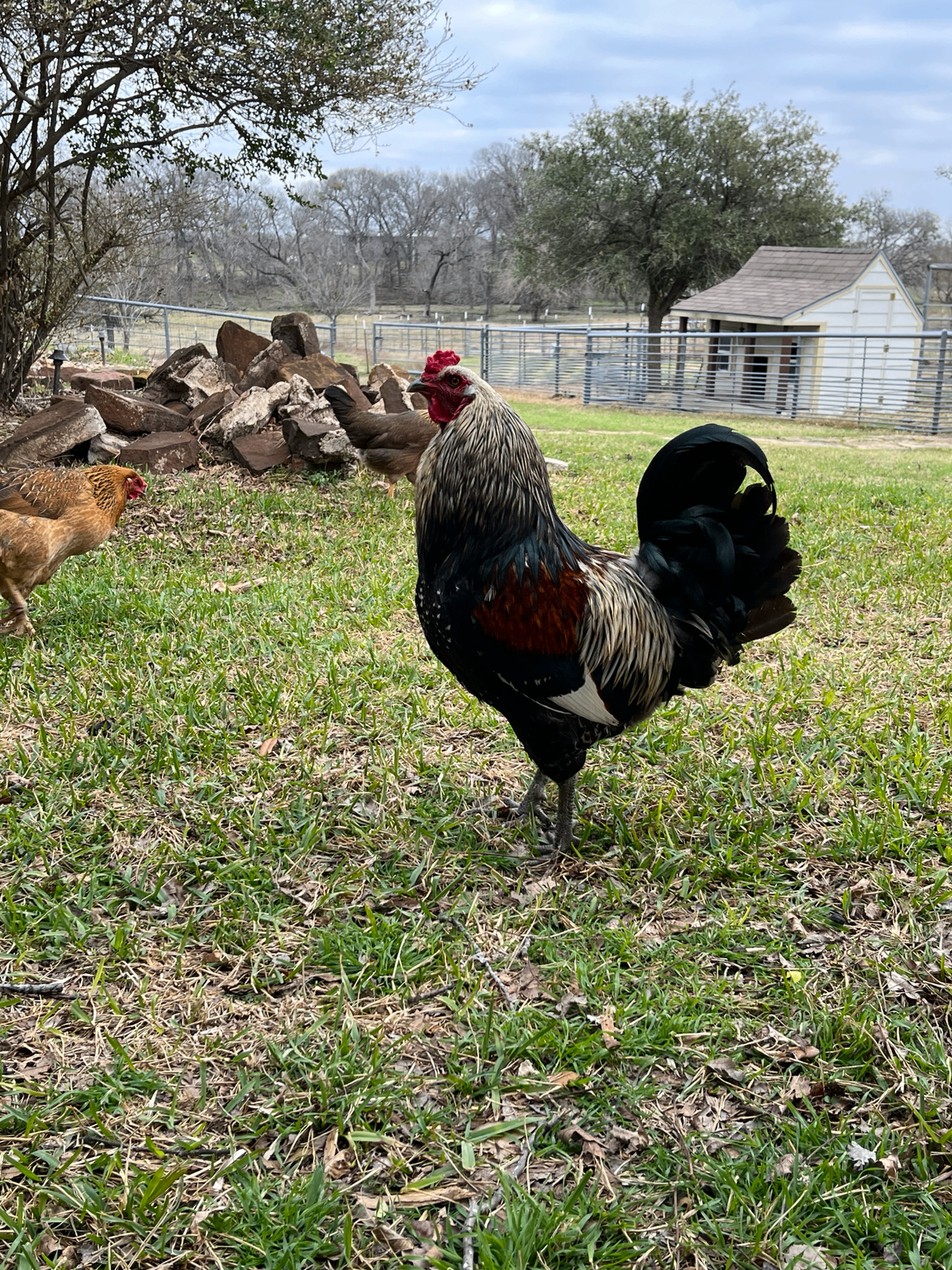 A rooster standing in the grass with hens behind him and a small white chicken coop in the background