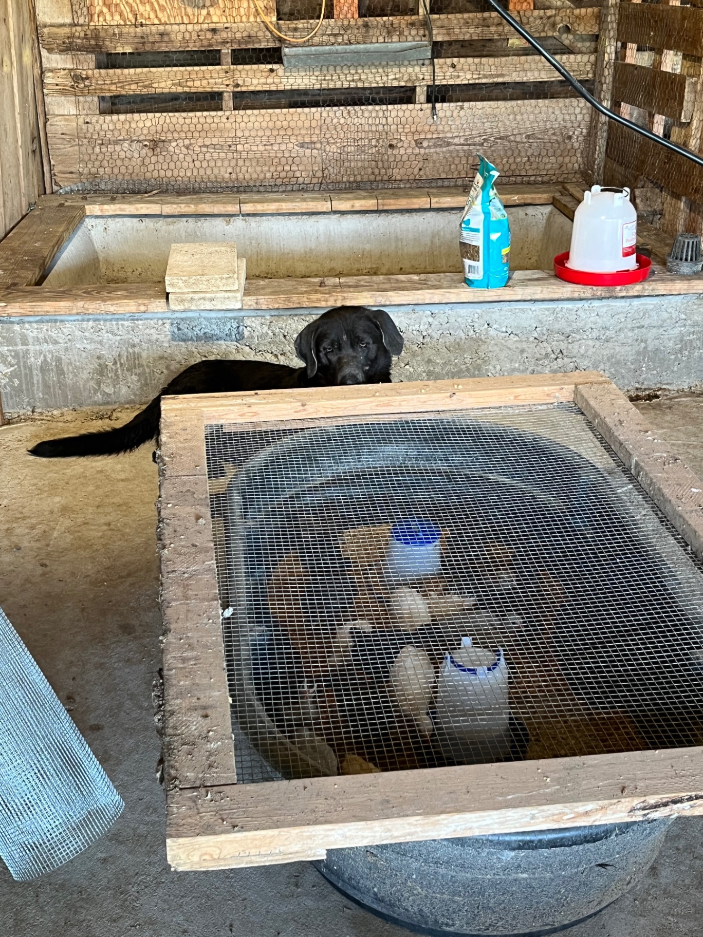 A black Labrador peeking over a secure wooden brooder filled with young chicks