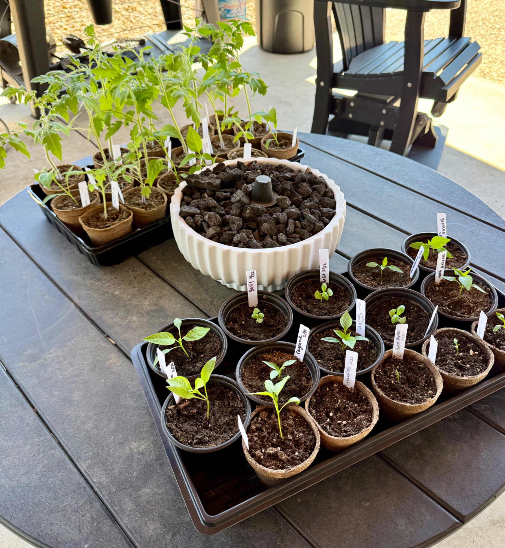 Trays of tomato, pepper, and basil seedlings in peat pots set outside on the patio table