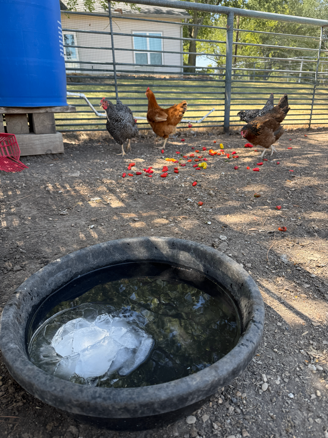 Poultry water container with chunks of ice in it in the chicken run
