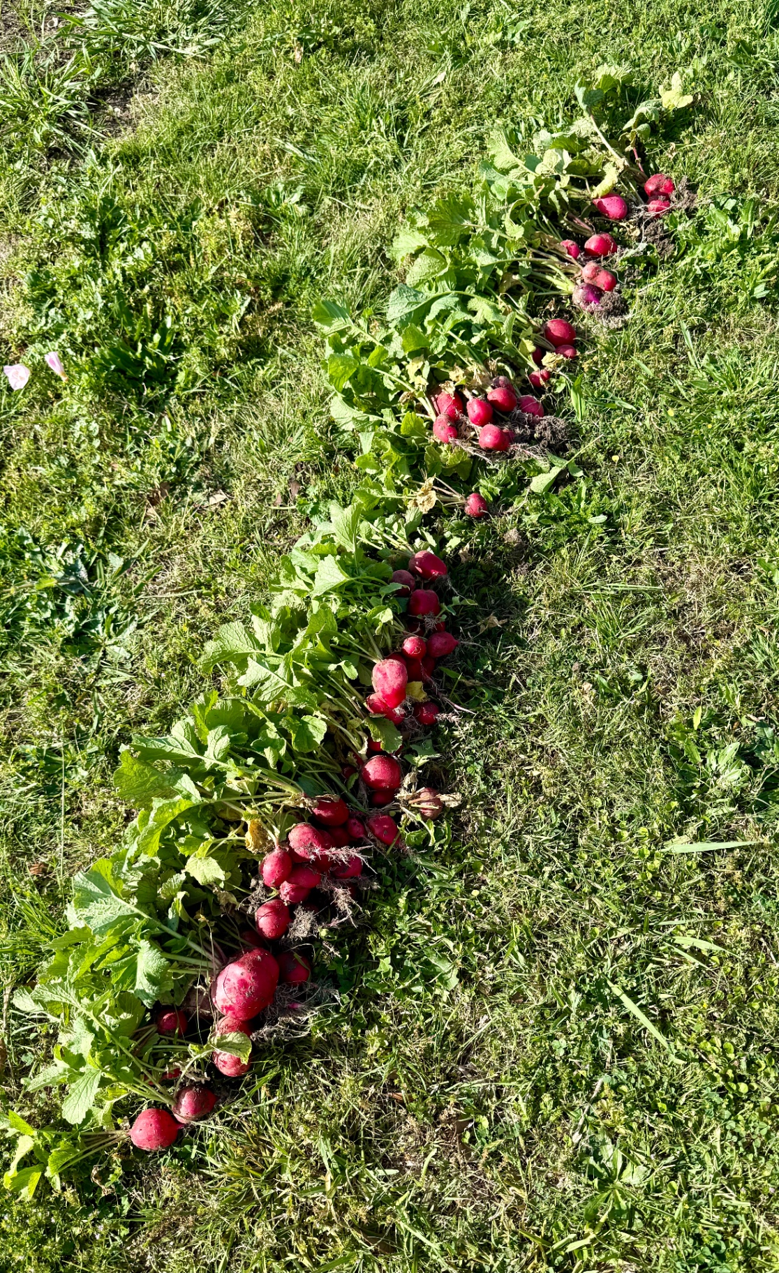 Freshly harvested radishes laid out in the grass