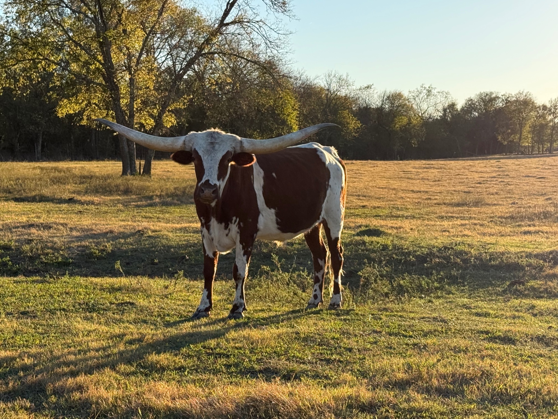 A red and white Texas Longhorn standing in a sunlit pasture