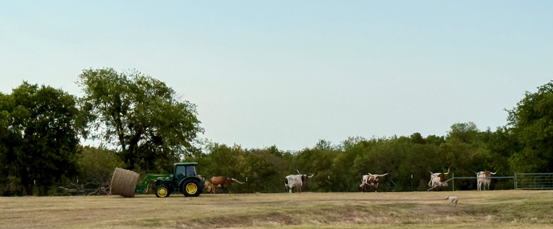 A tractor carrying a round hay bale toward a waiting herd of Longhorn cattle