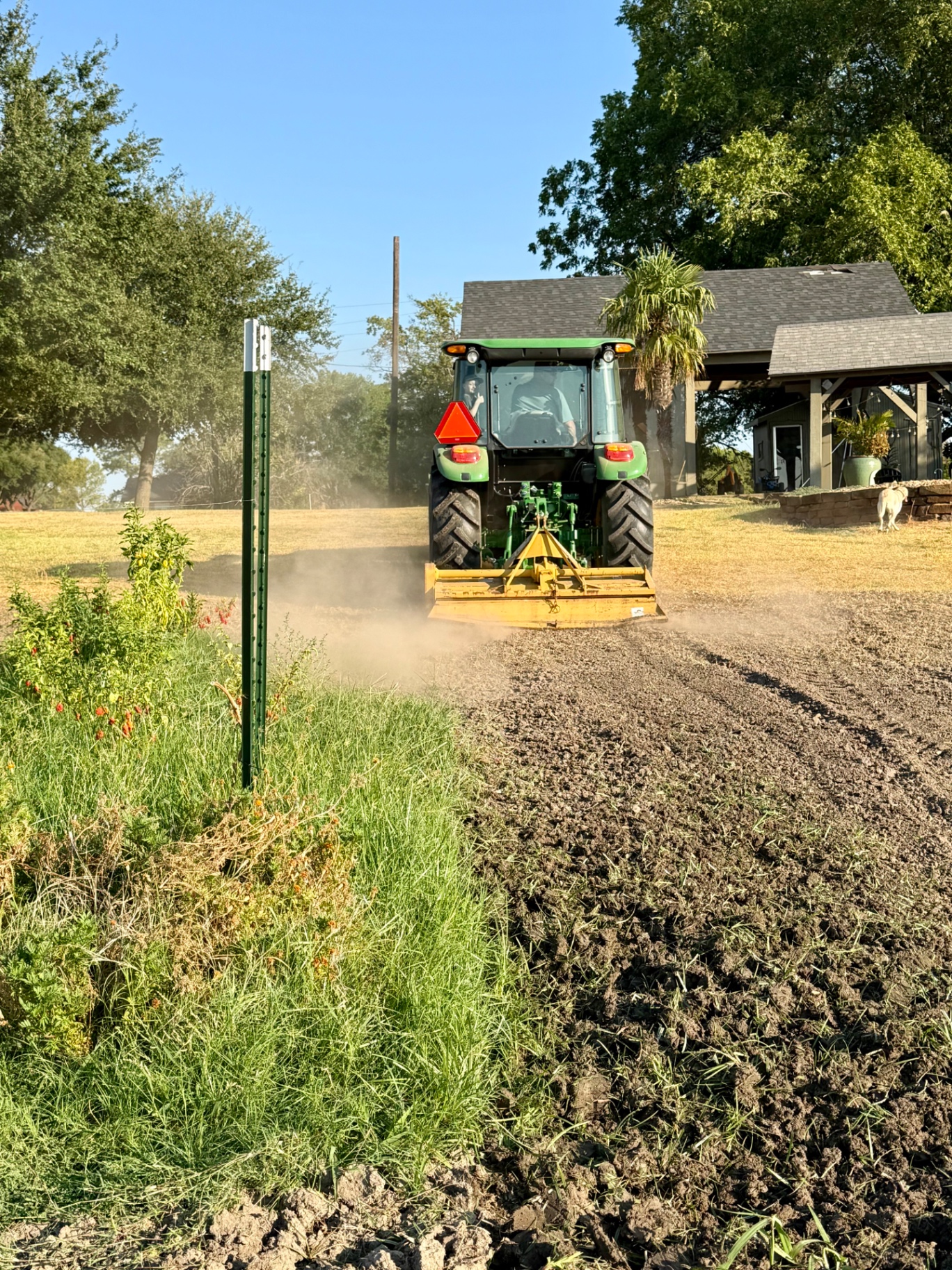 Tractor with a tiller attachment turning dark garden soil next to the remaining pepper plants