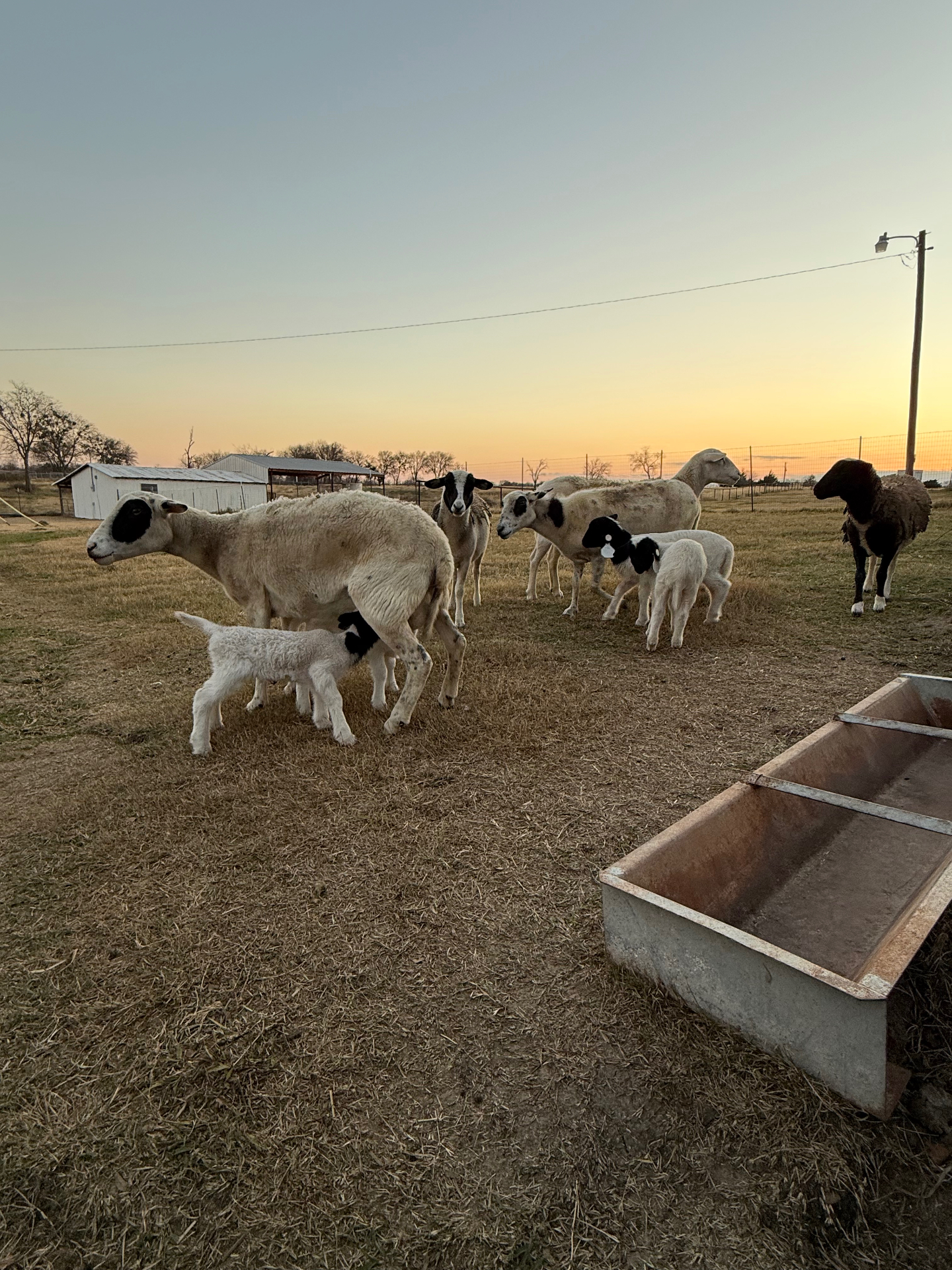 Dorper ewes and young lambs gathered in a pasture at sunset
