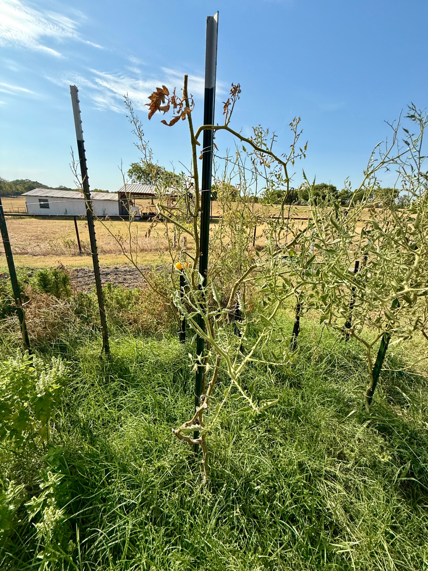 Bare, leggy tomato plants tied to steel stakes in our garden with only a few dried leaves left and the pasture and barn behind them