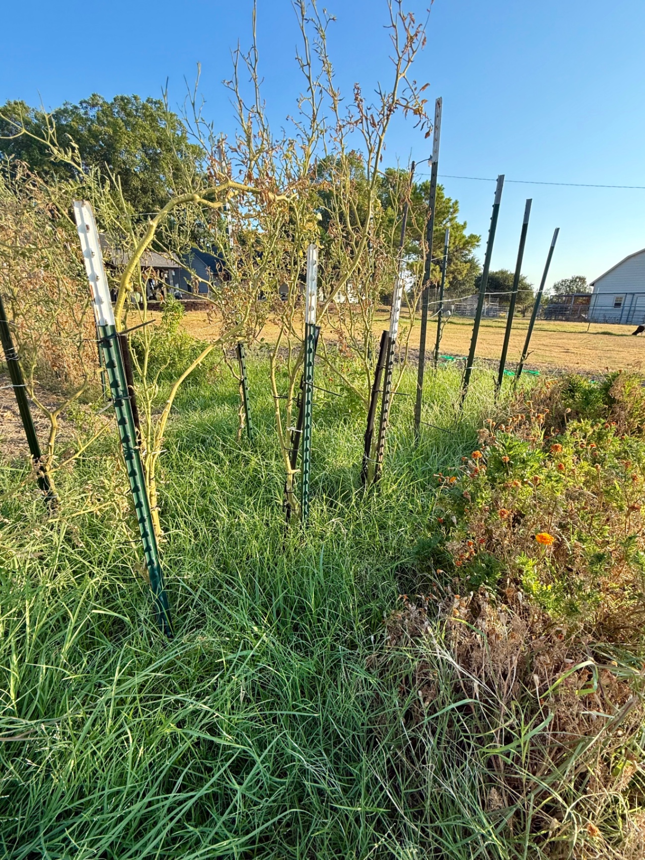 Tired late-summer garden rows with dried vines still tied to steel stakes and grass grown up between them
