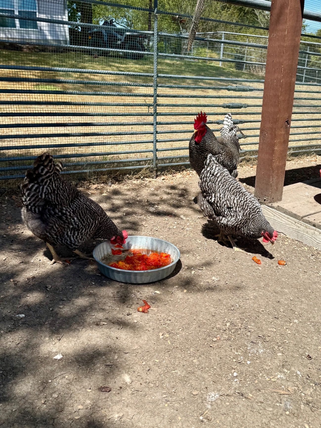 Backyard chickens eating leftover tomato scraps.