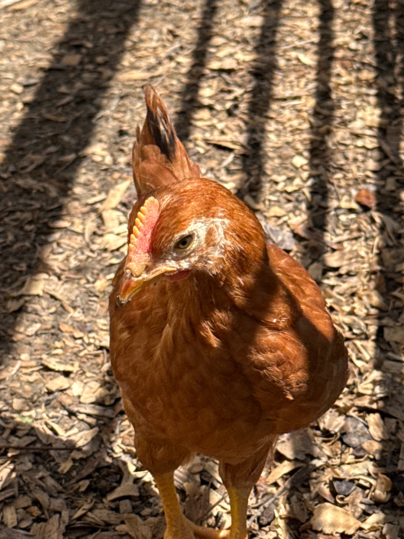 Close-up of a young red hen looking up at the camera in dappled shade