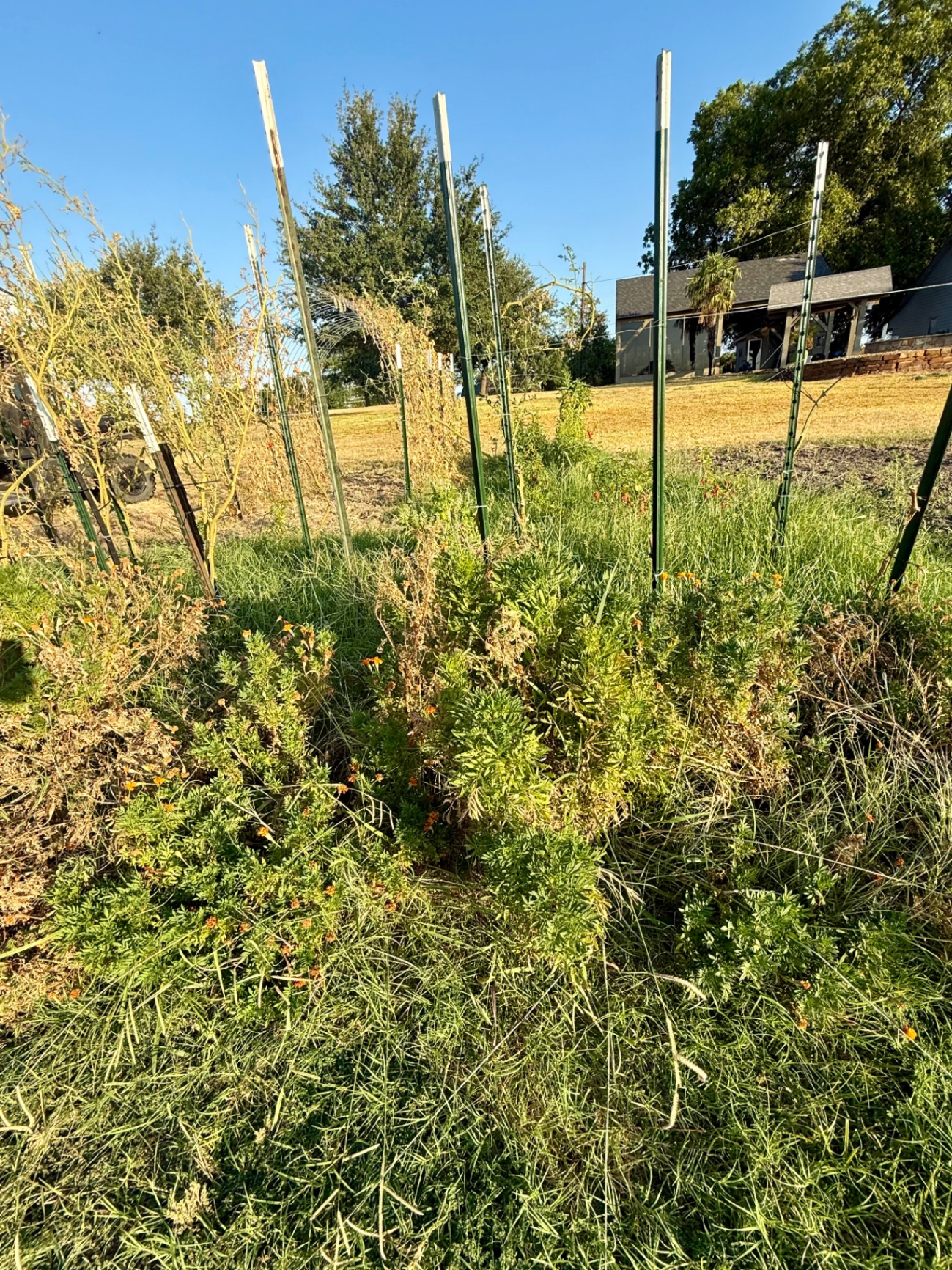 Overgrown in-ground vegetable garden at the end of August with grass and spent plants around the steel stakes