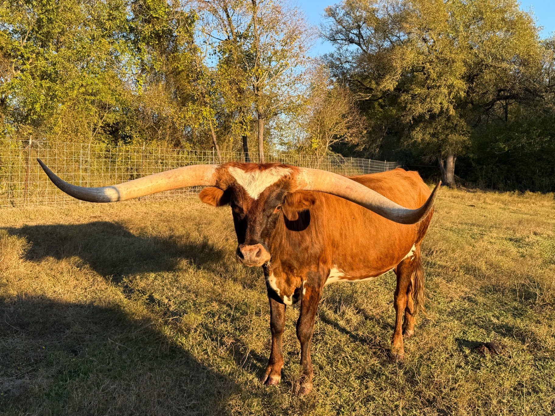 A brindle Texas Longhorn with wide horns standing in golden evening light