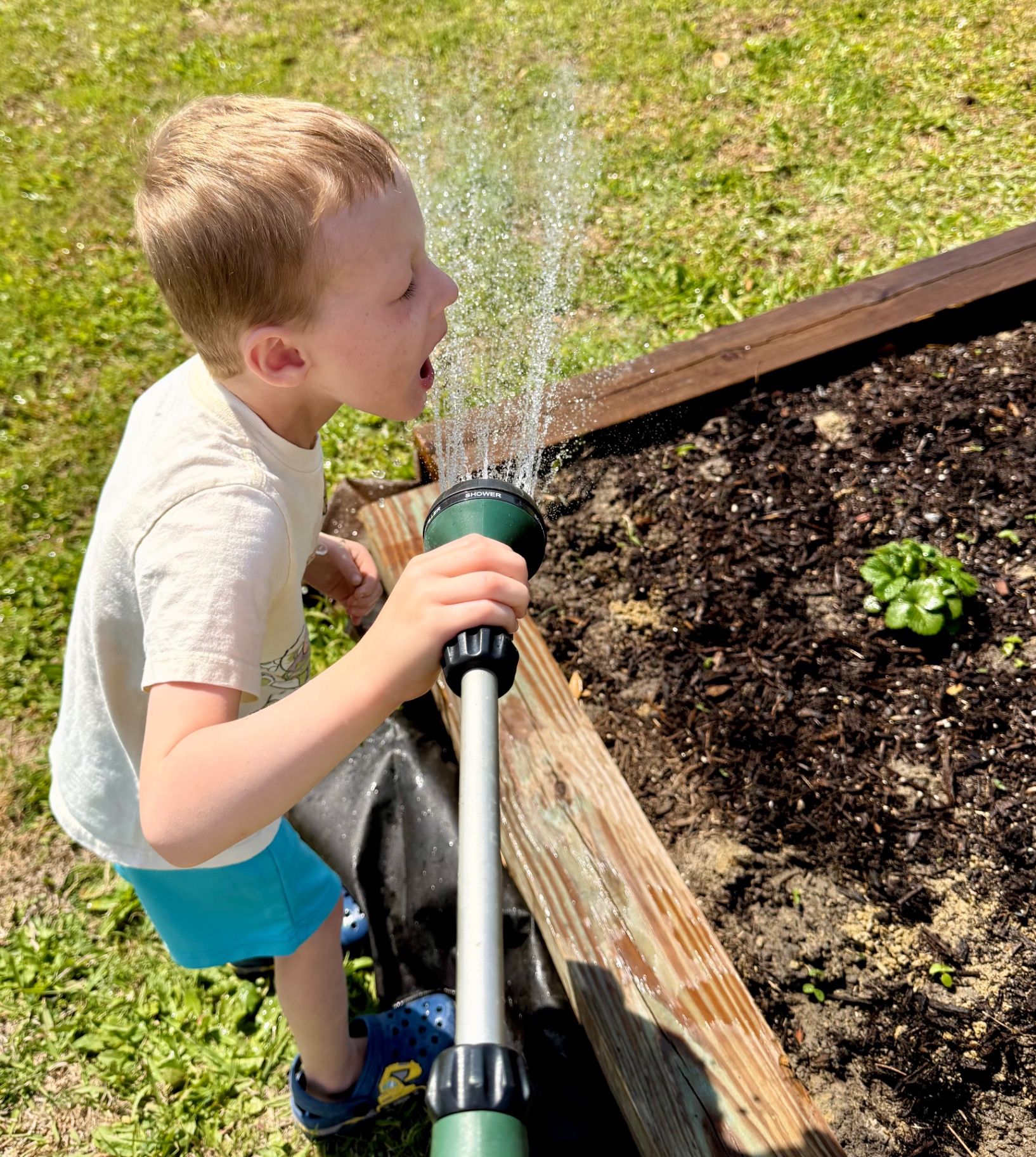 Watering the raised strawberry bed at Pasture Threads.