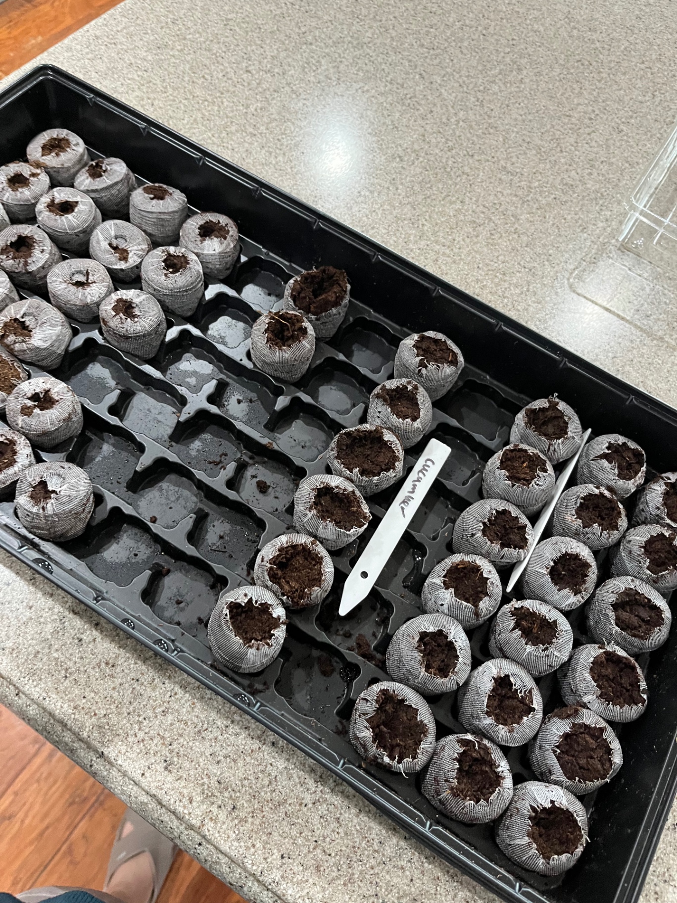 Tray of peat pellets set up indoors for starting seeds