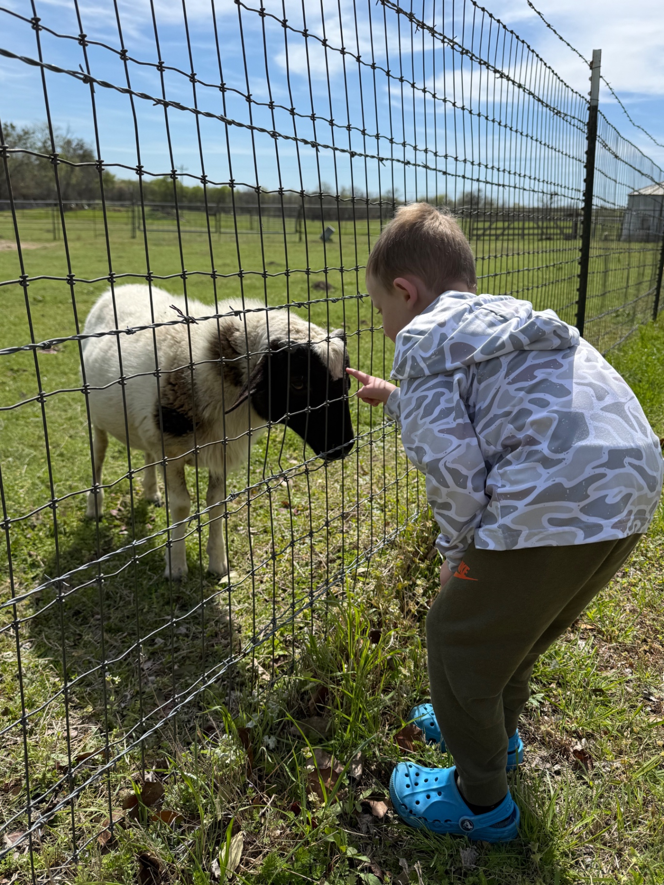 A young boy greeting a Dorper sheep through pasture fencing