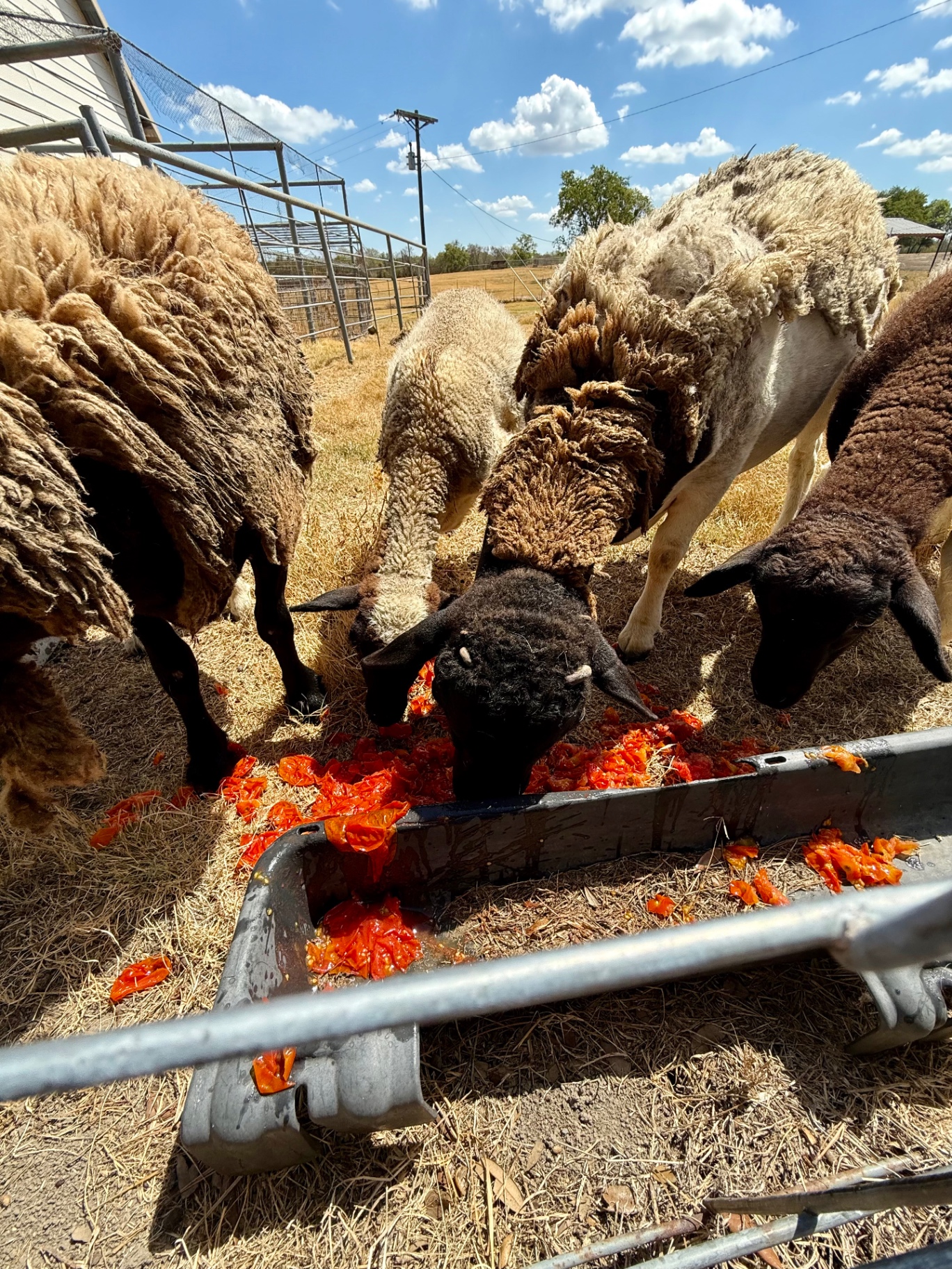 Sheep eating leftover tomato scraps from processing garden tomatoes.