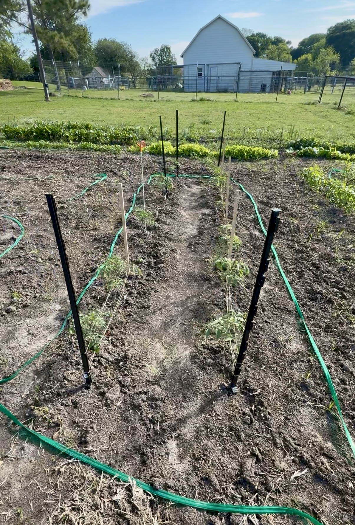 Young tomato plants growing in in-ground garden rows with stakes and green soaker hoses