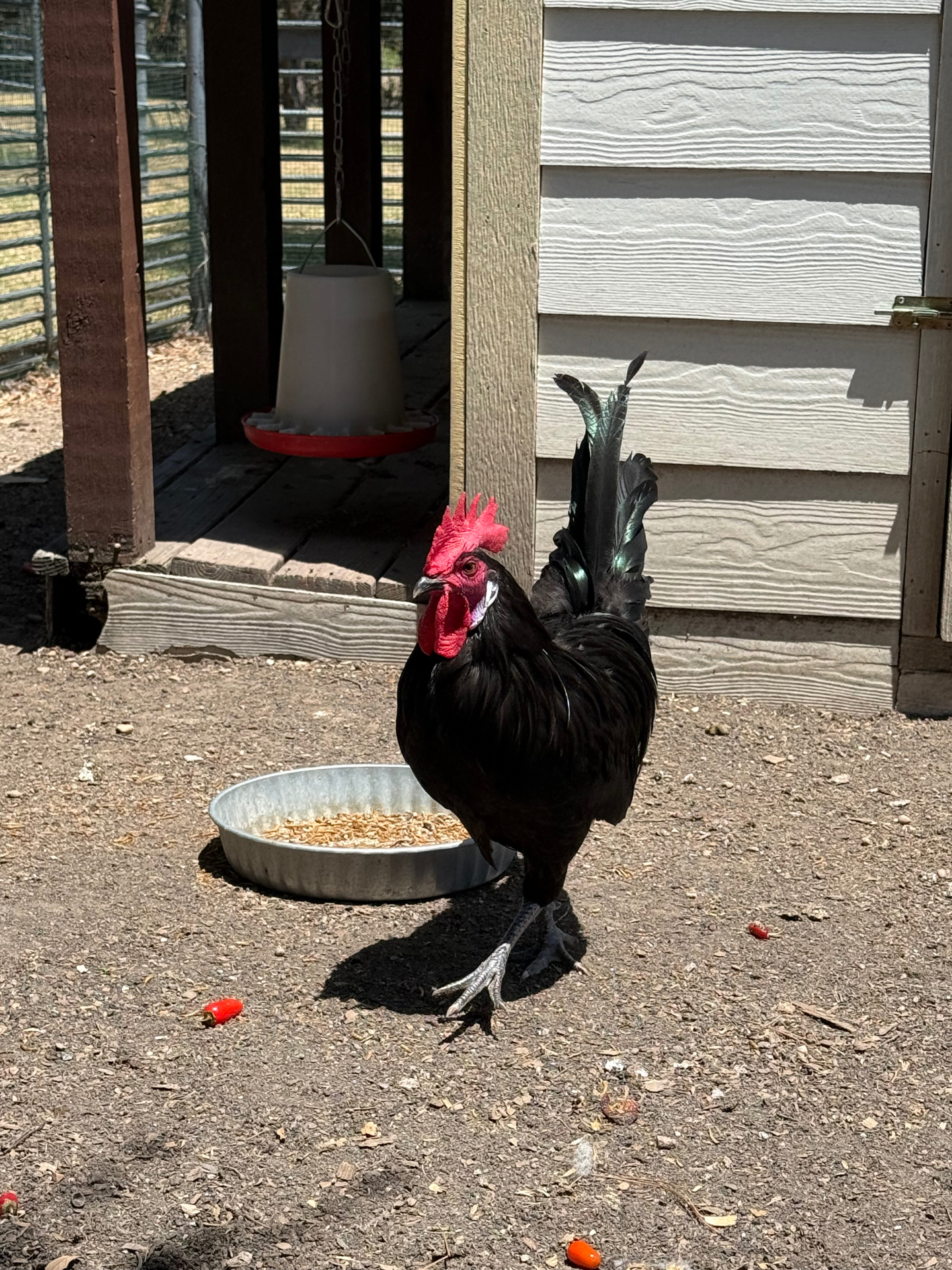 A black rooster with a bright red comb standing beside a metal feed pan outside the chicken coop