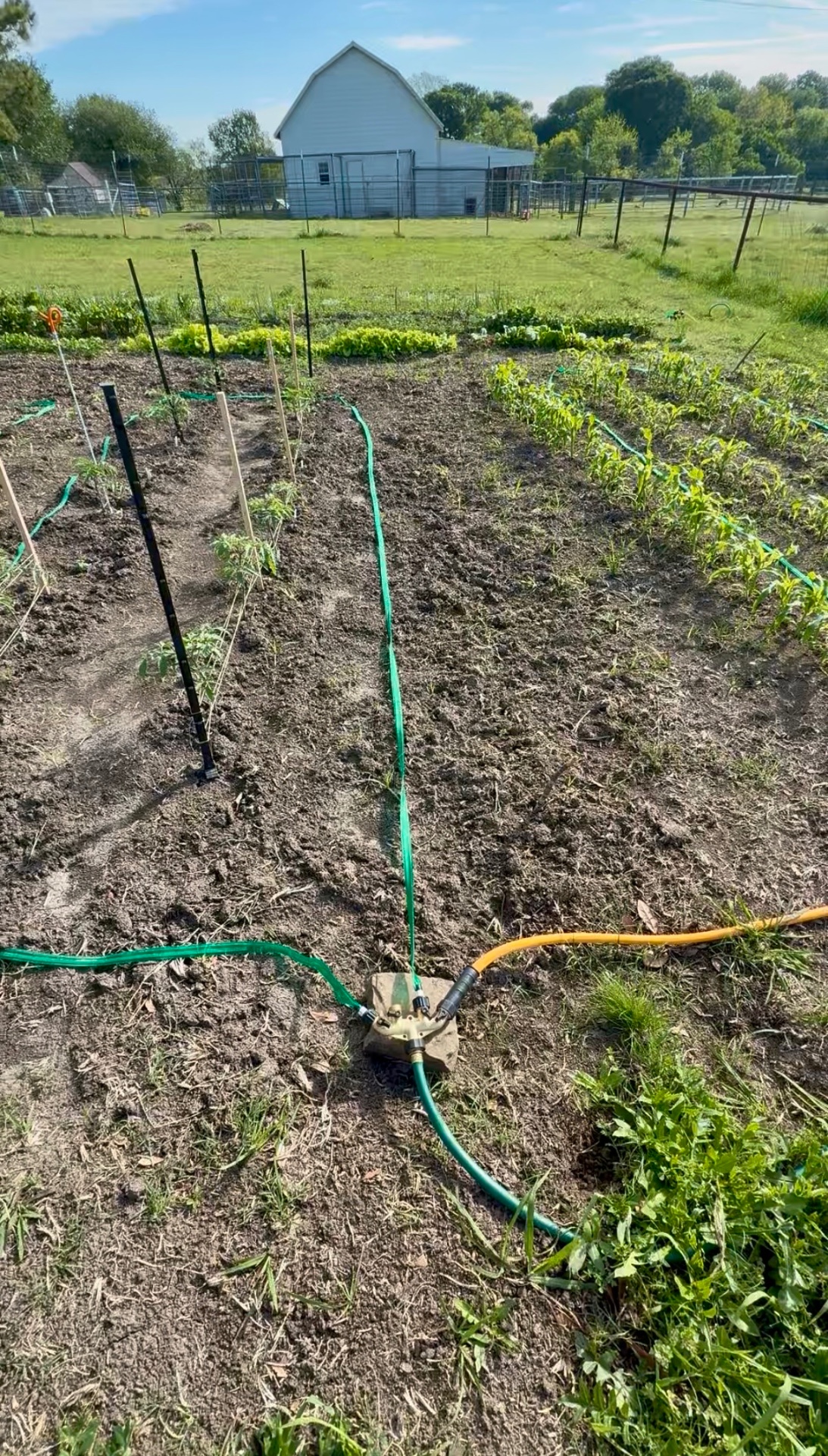 A brass four-way hose splitter sitting on a stone in the garden with green soaker hoses and a yellow garden hose connected to it