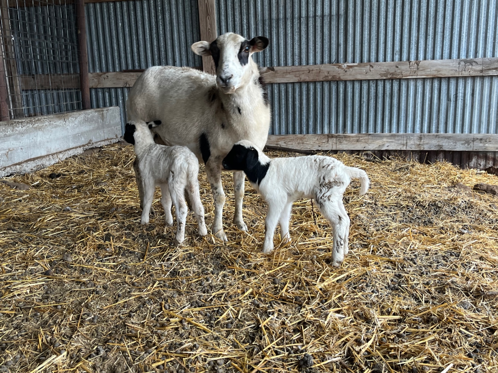 A Dorper ewe standing with her newborn twin lambs in a straw-bedded shelter