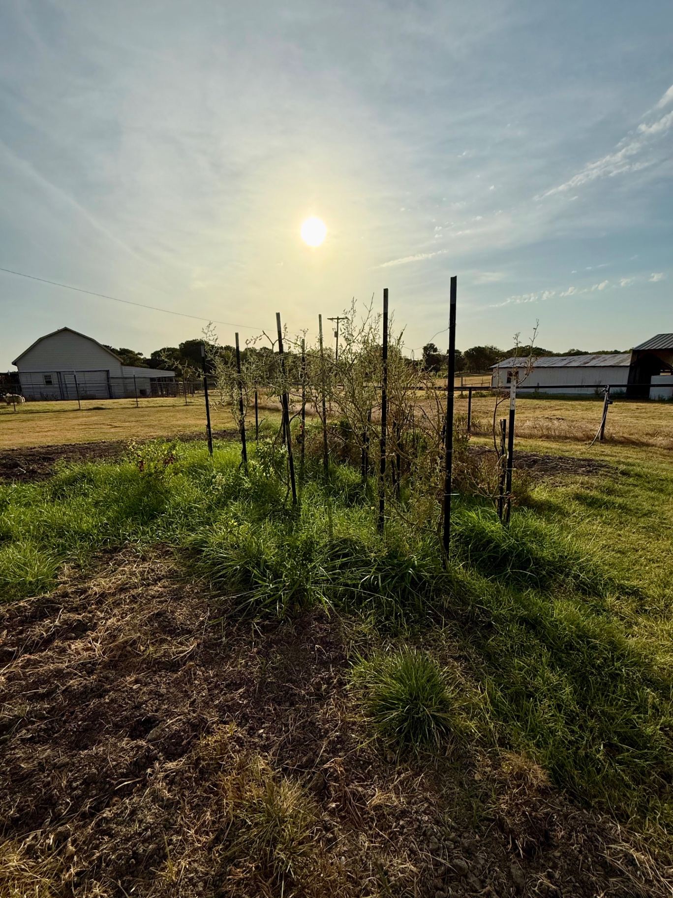 Wide view of our late-August garden at sunset with the sun above the rows and steel stakes still standing in the soil