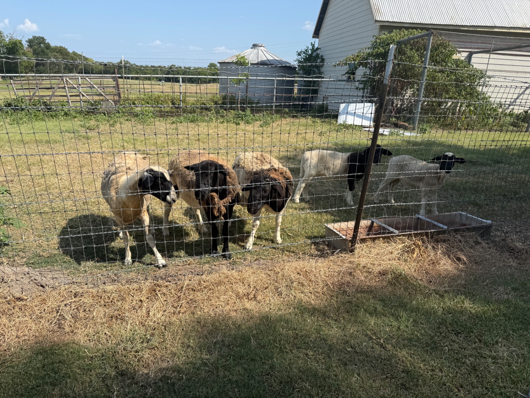 Dorper sheep eating from the feeder in the pen