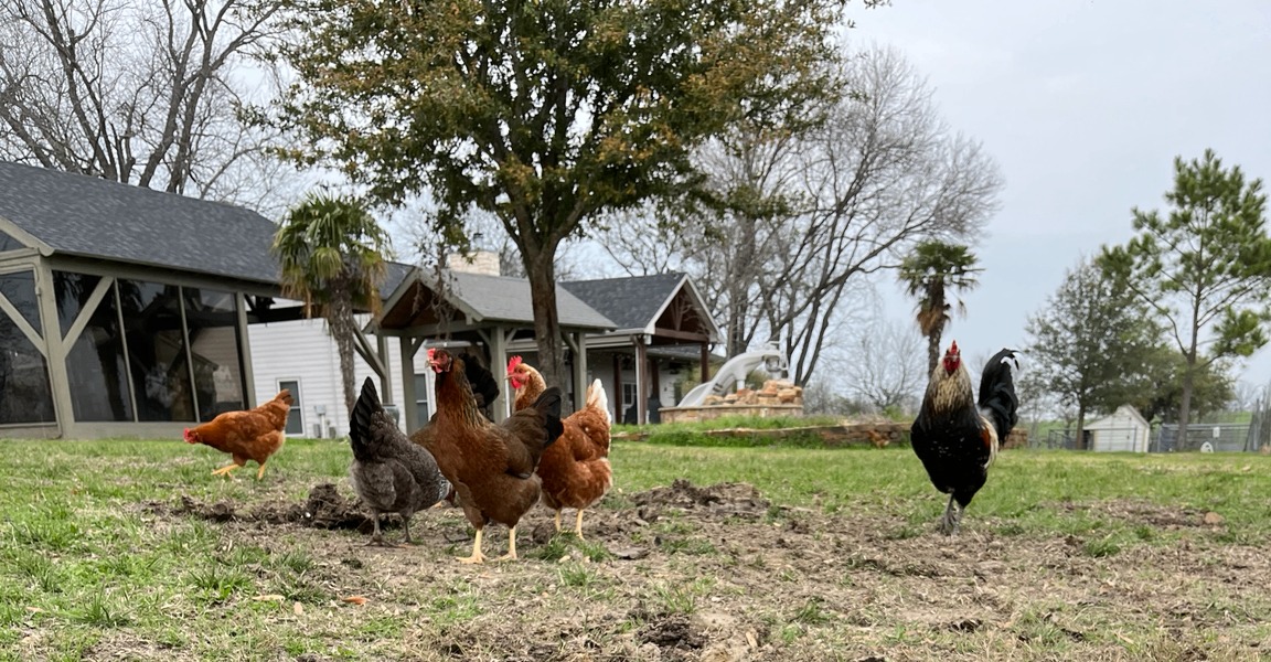 Our flock of hens and a rooster out in the grass with trees and our house in the background