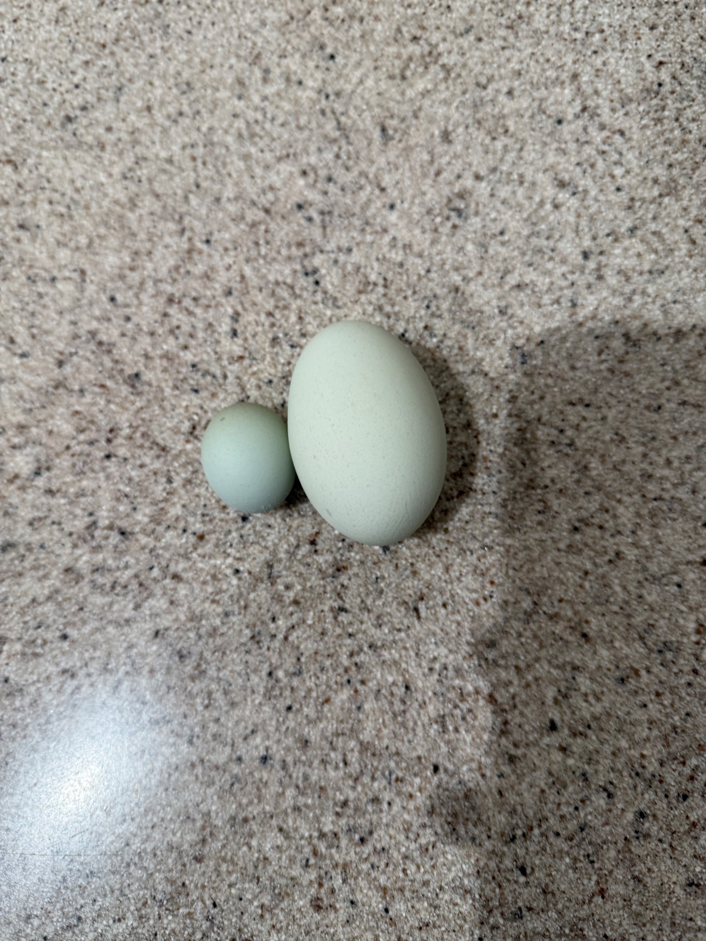 A tiny pale blue first egg beside a larger blue chicken egg