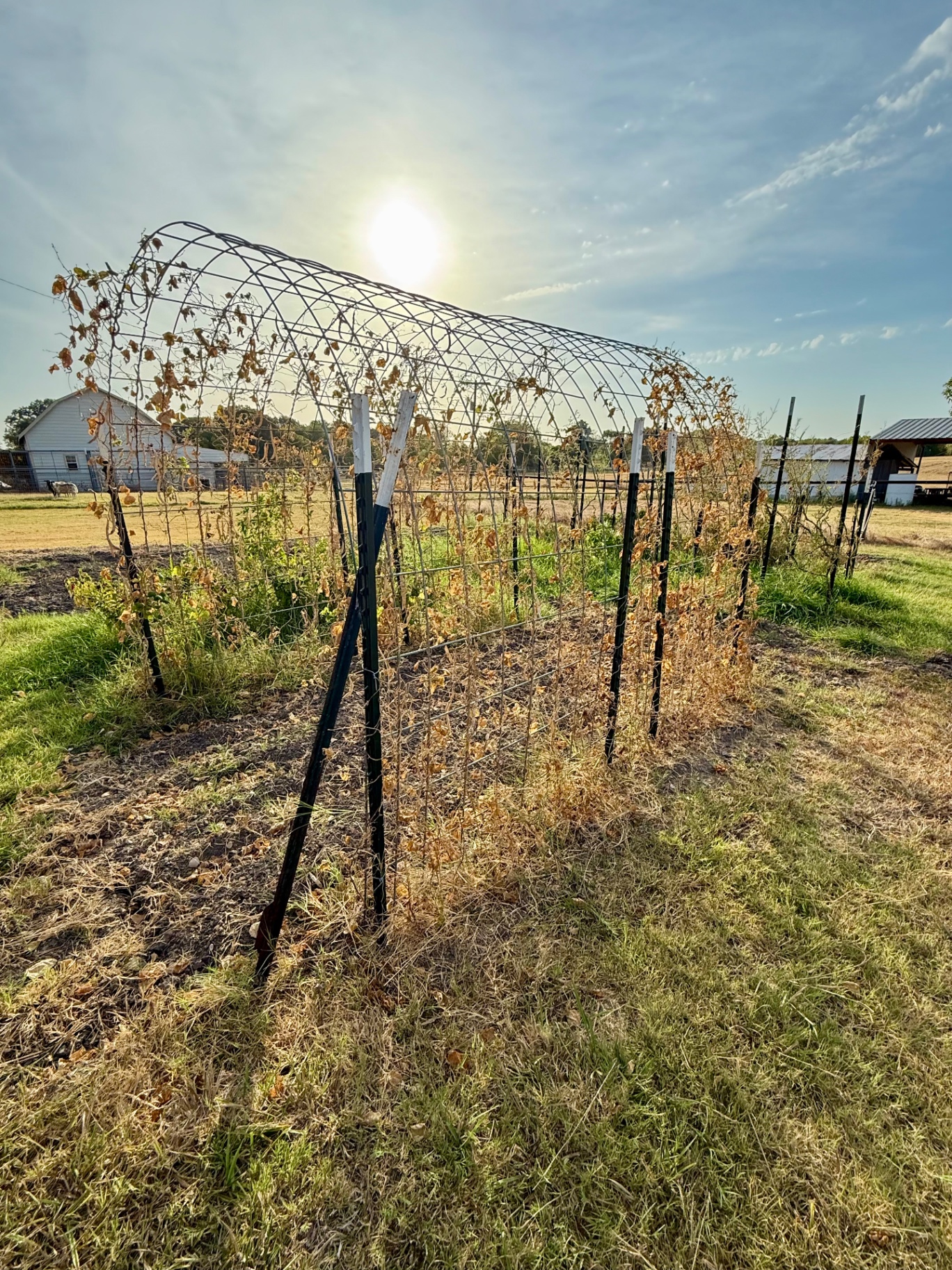 Arched cattle-panel trellis covered in dried late-summer vines with the barn and pasture behind it in late-afternoon sun