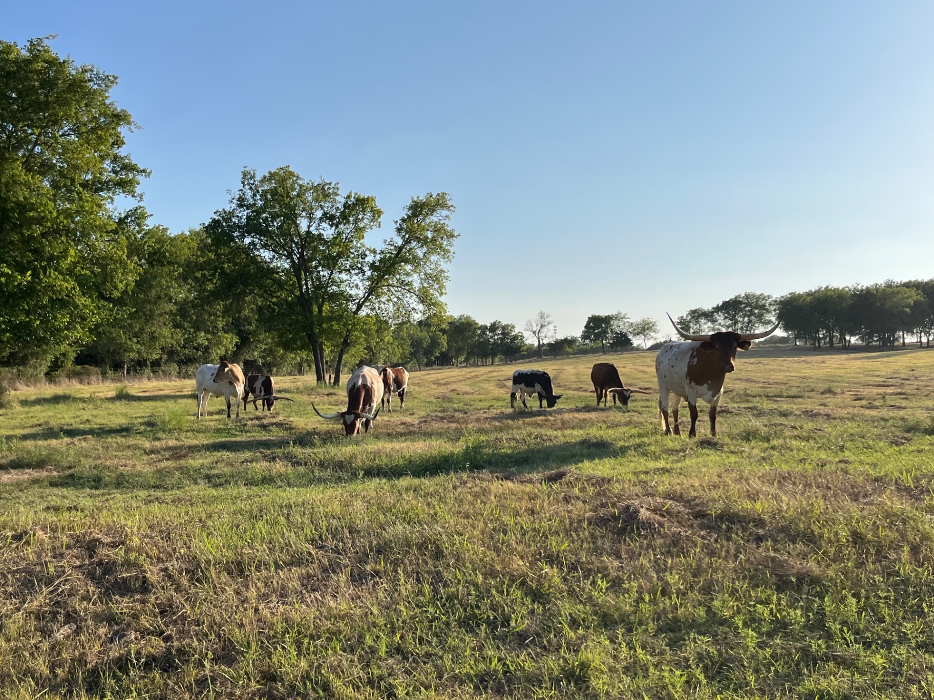 Longhorn cattle grazing in our green Texas pasture under a clear blue sky