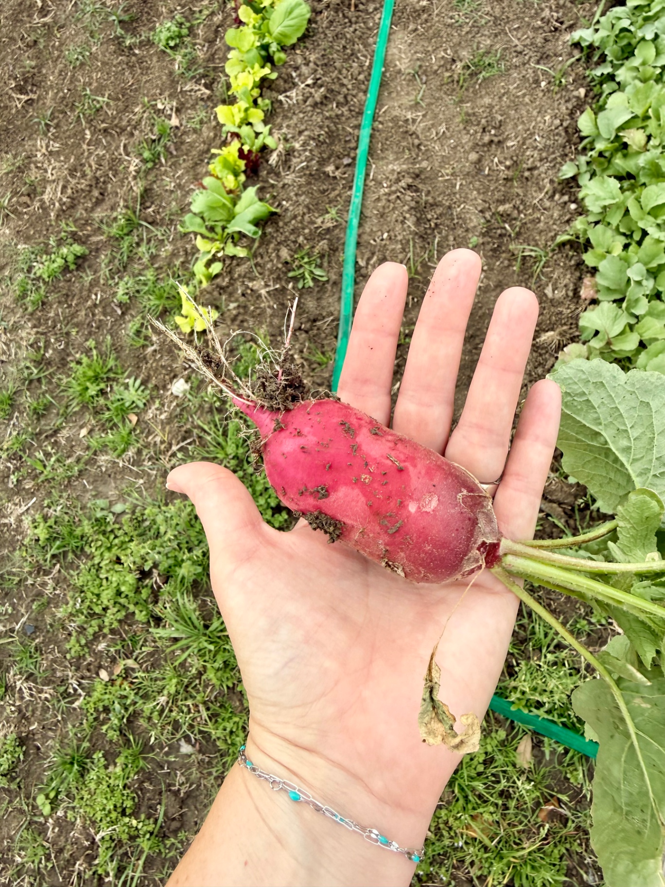 A hand holding an oversized freshly harvested radish from the garden