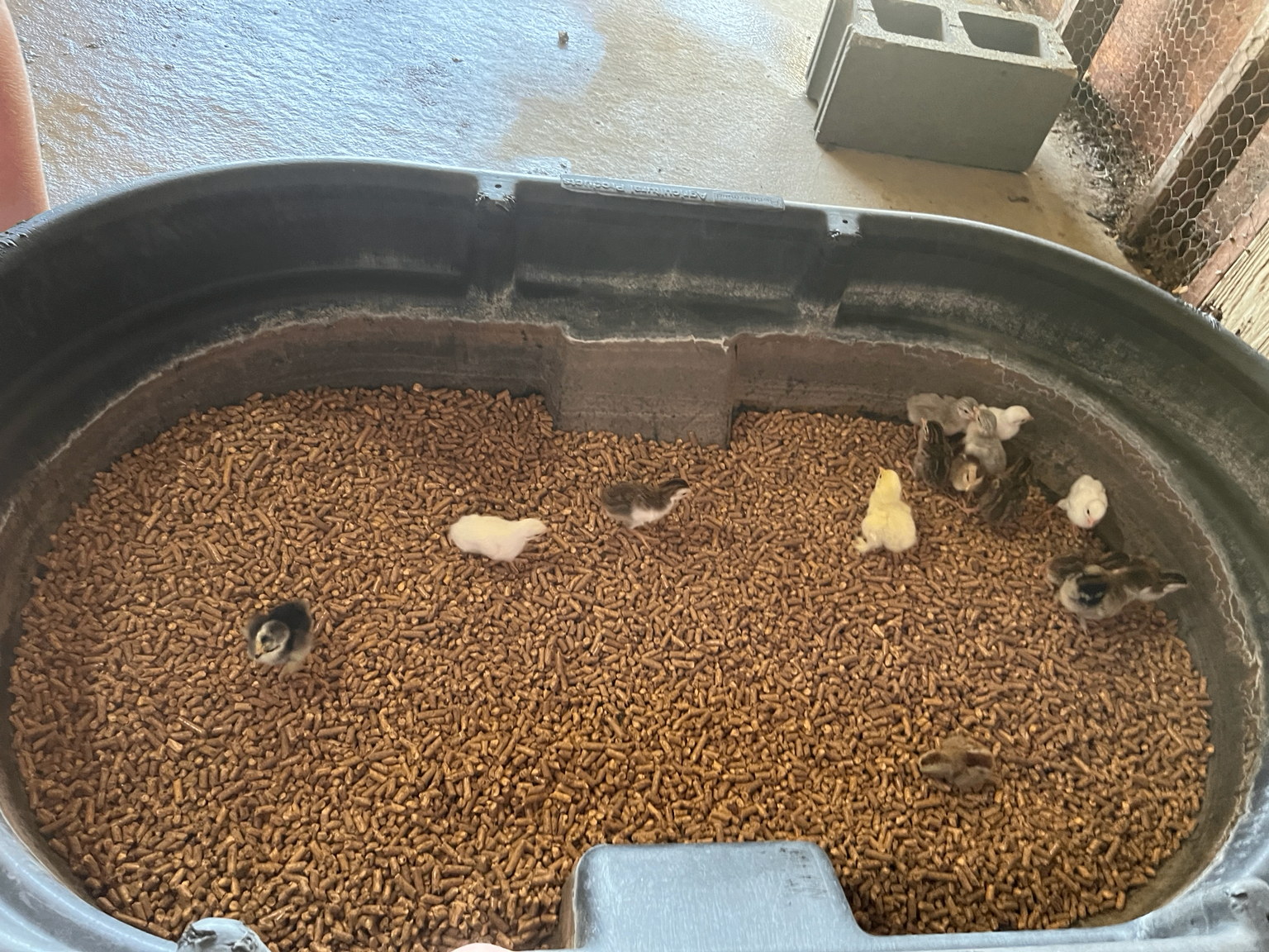 Young chicks in a galvanized stock tank brooder in our barn with a heat lamp and small waterer