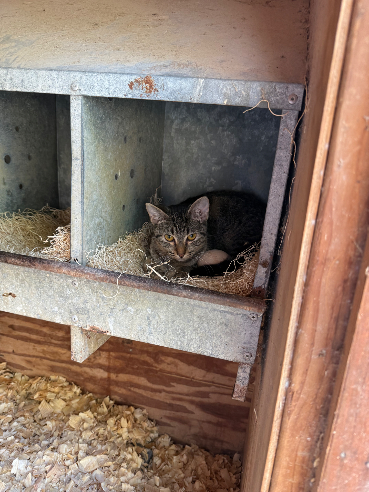 A tabby cat curled up in a straw-filled galvanized nesting box inside our chicken coop