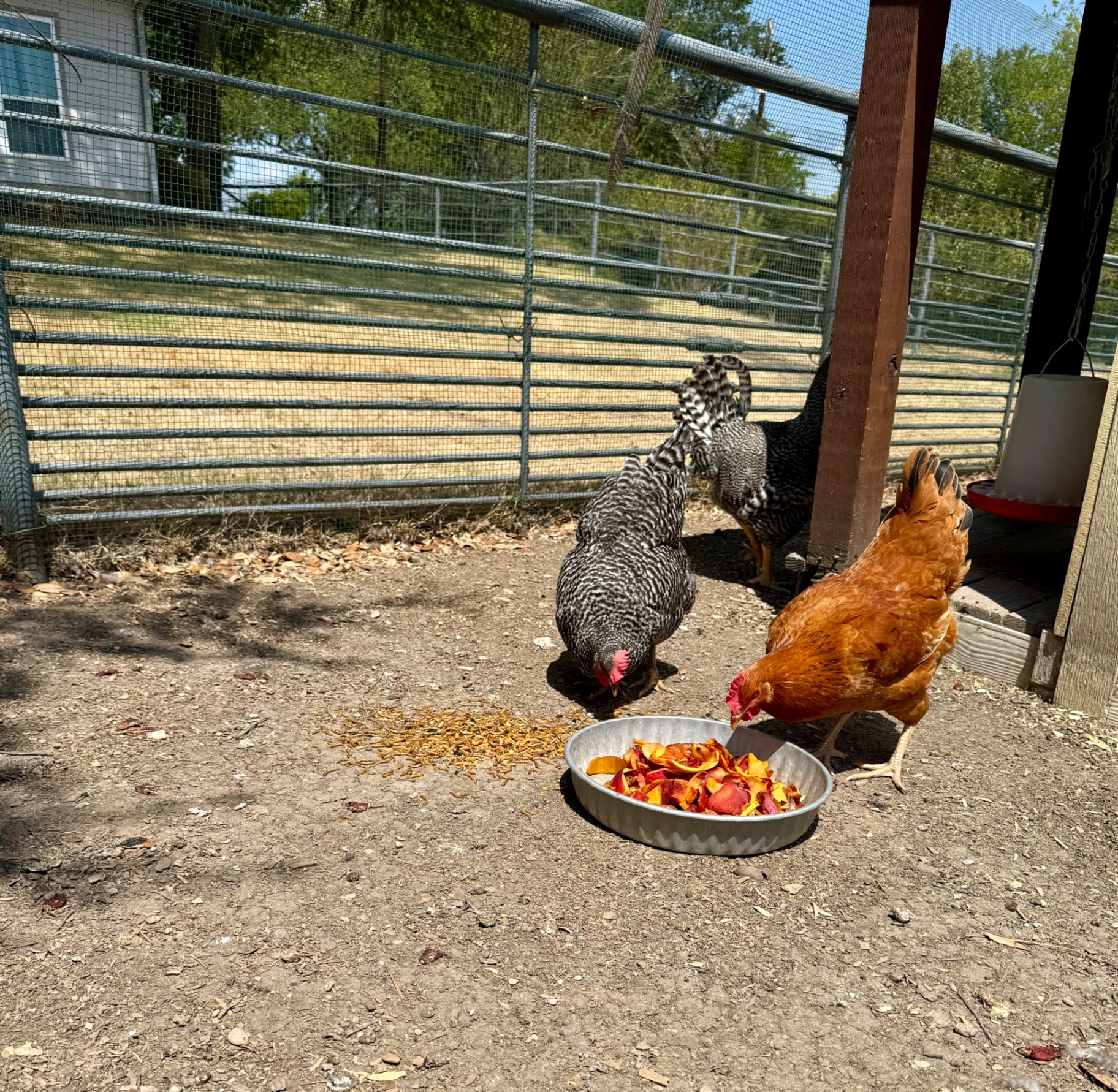 A Barred Rock and Rhode Island Red chicken eating fresh peach scraps from a metal pan